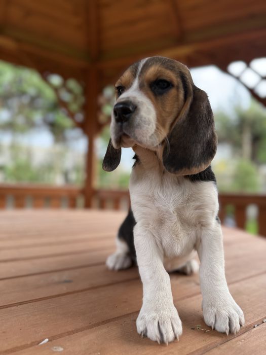 Cudowna mocnej budowy sunia beagle tricolor z rodowodem