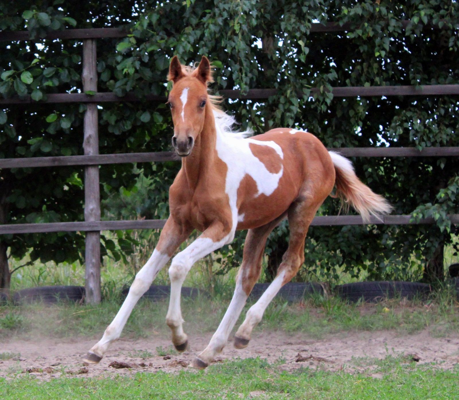 Ginny QT klaczka 1/2 aph American Paint Horse