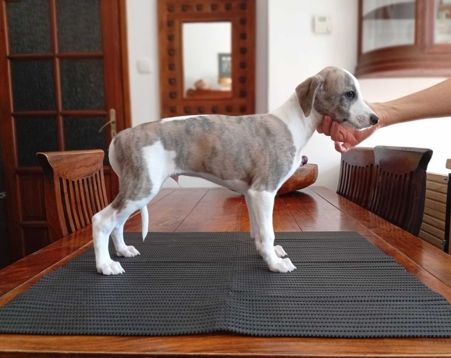Chart angielski whippet - piesek