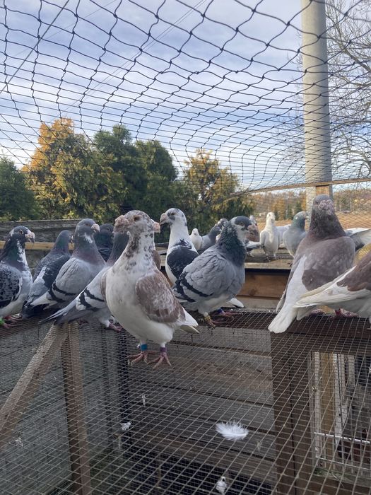 Gołębie staropolskie