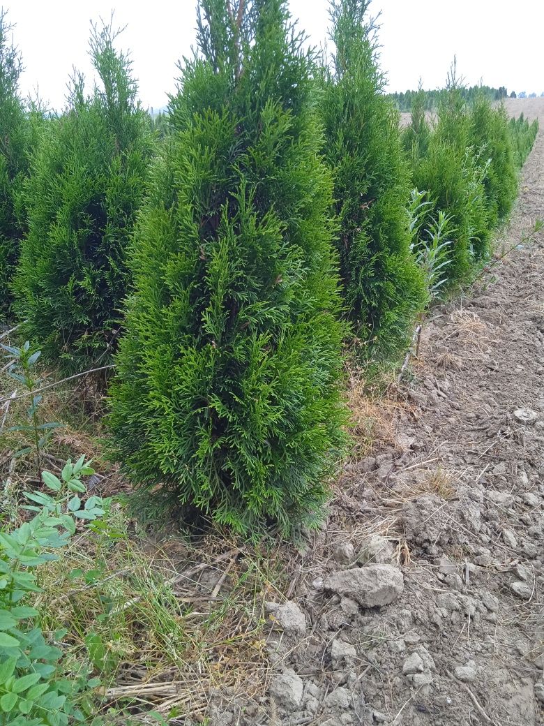 Tuja Thuje szmaragd , brabant na żywopłot 100 cm