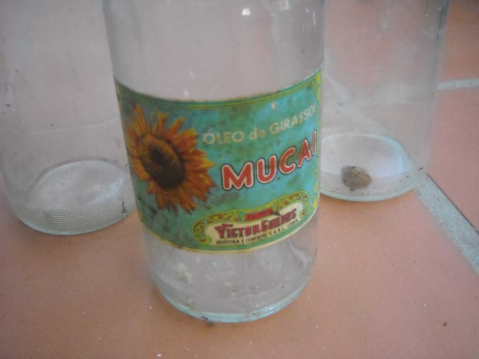Conjunto garrafas vidro antigas litro forma original - oleo Mucai