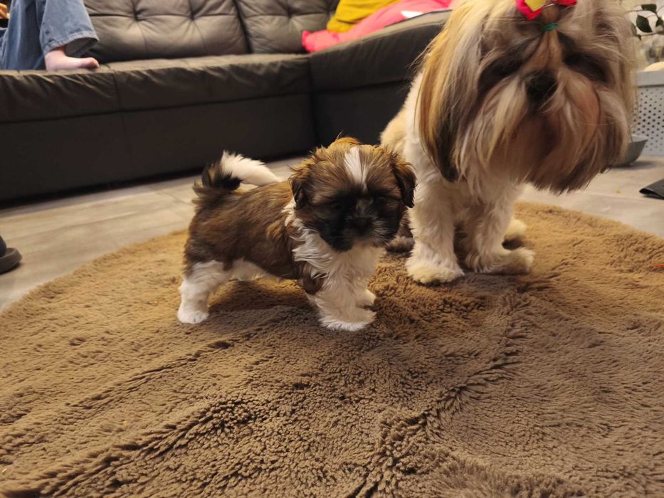 Piesek SHIH TZU samiec