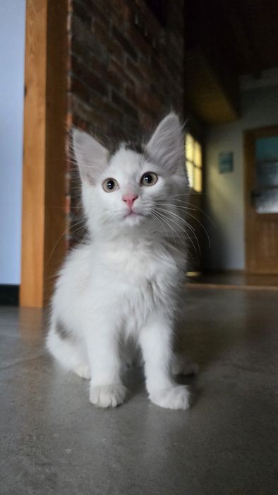 Oddam puszystego kotka