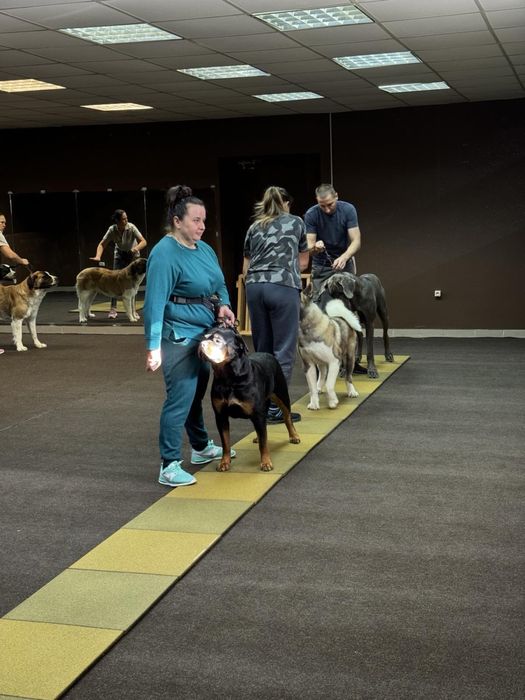 КінологДресирування дресировка кинолог собак Ірпінь Буча Гостомель