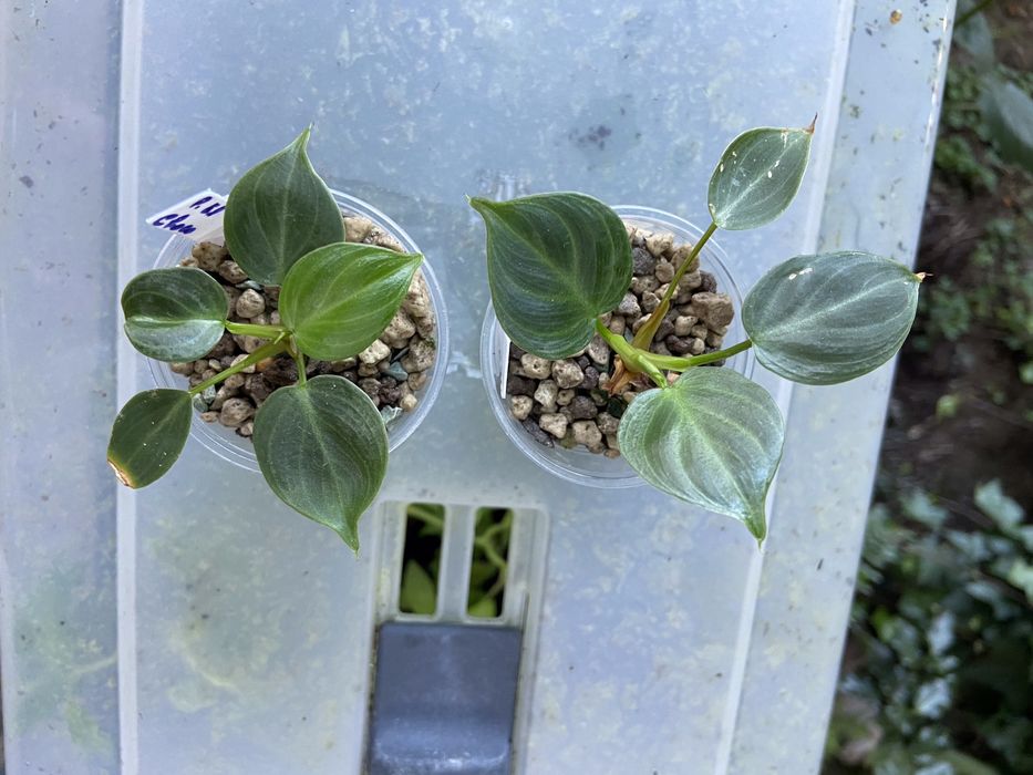 Philodendron El Choco red