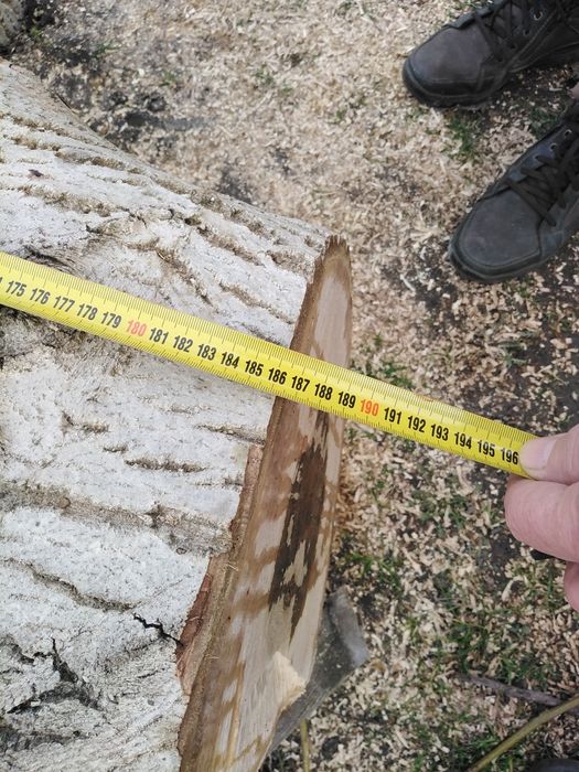 Drzewo orzech 2 pnie