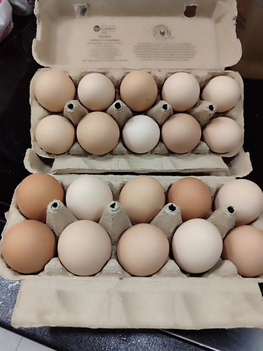 Wiejskie jajka ,ekologiczne