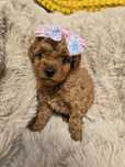 Suczka Maltipoo f1B badania odbiór wrzesień pudel toy