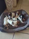 Jack Russell Terrier
