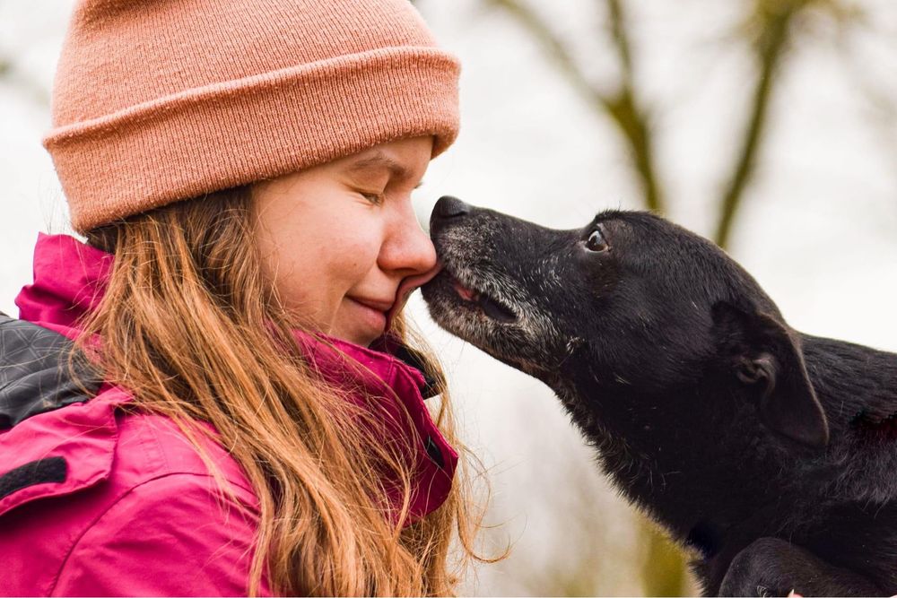 Czarny nieduży cudowny kundelek bez ogonka do adopcji