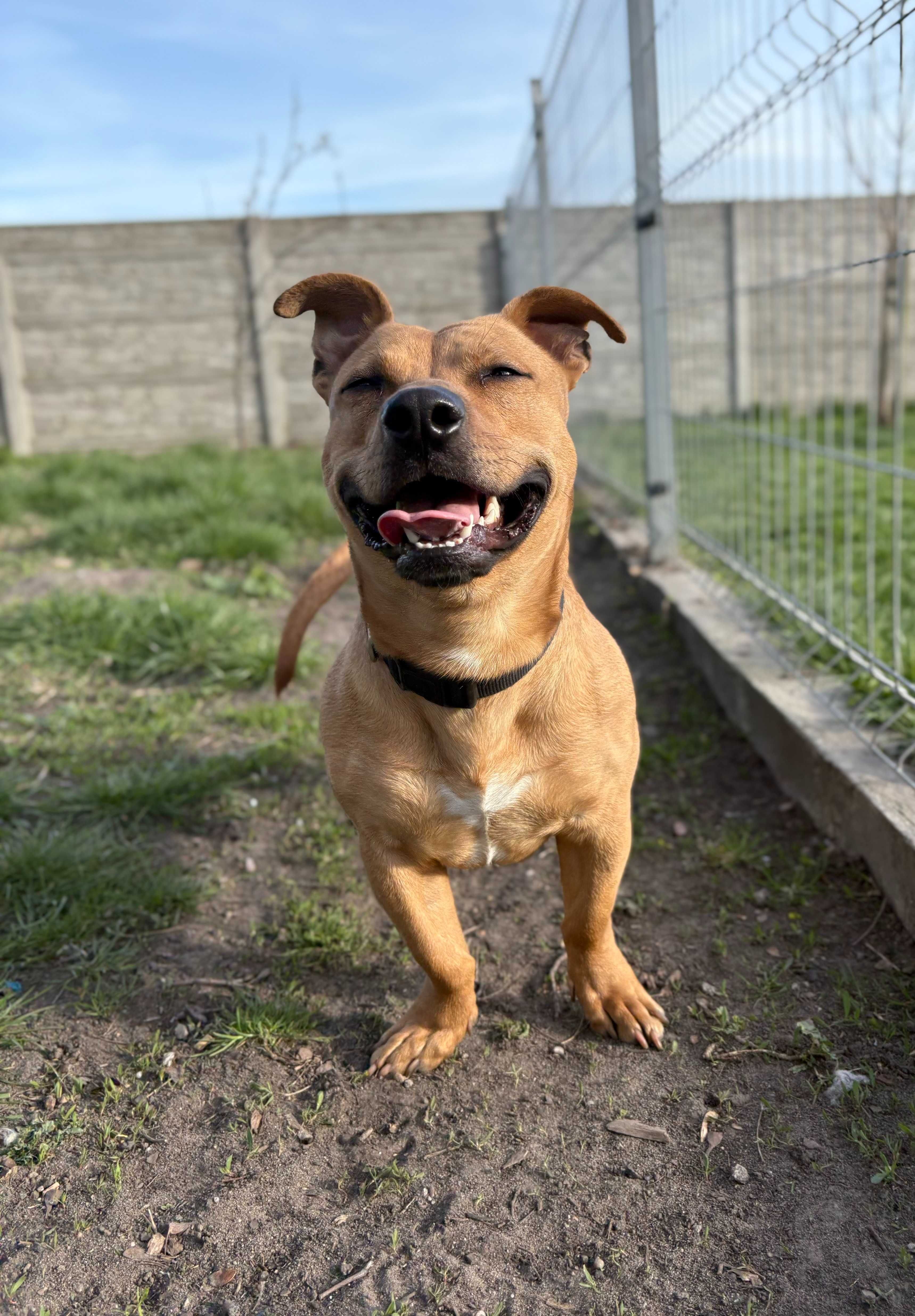Paker do adopcji pies Kalisz Wroclaw Poznan Lodz