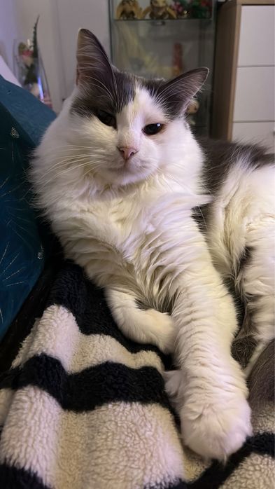 Adoção/acolhimento conjunto urgente