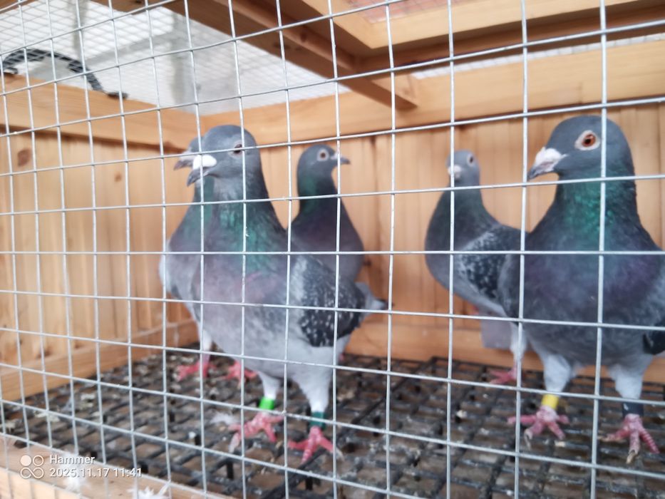 Sprzedam gołębie pocztowe zagraniczne Ro