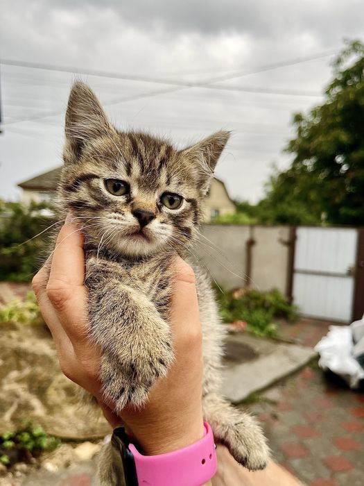 2 гарні кішечки (мама перс/сіамка) в добрі руки