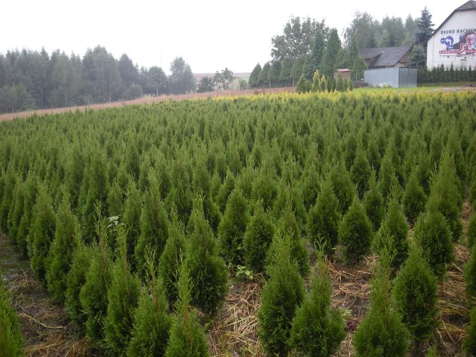 Thuja tuja szmaragd p9 50
