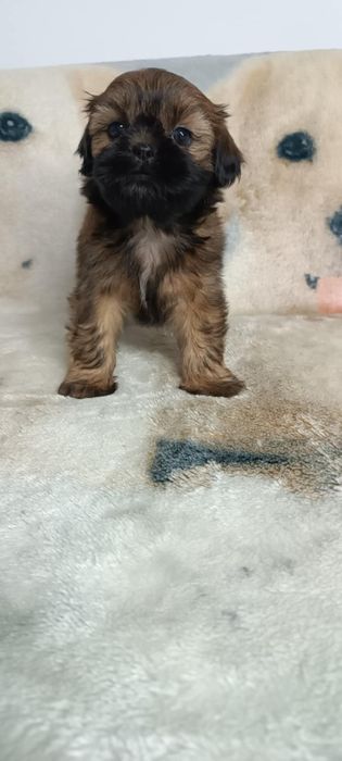 Shih Tzu suczka z rodowodem. Odbiór od 25.10.25r