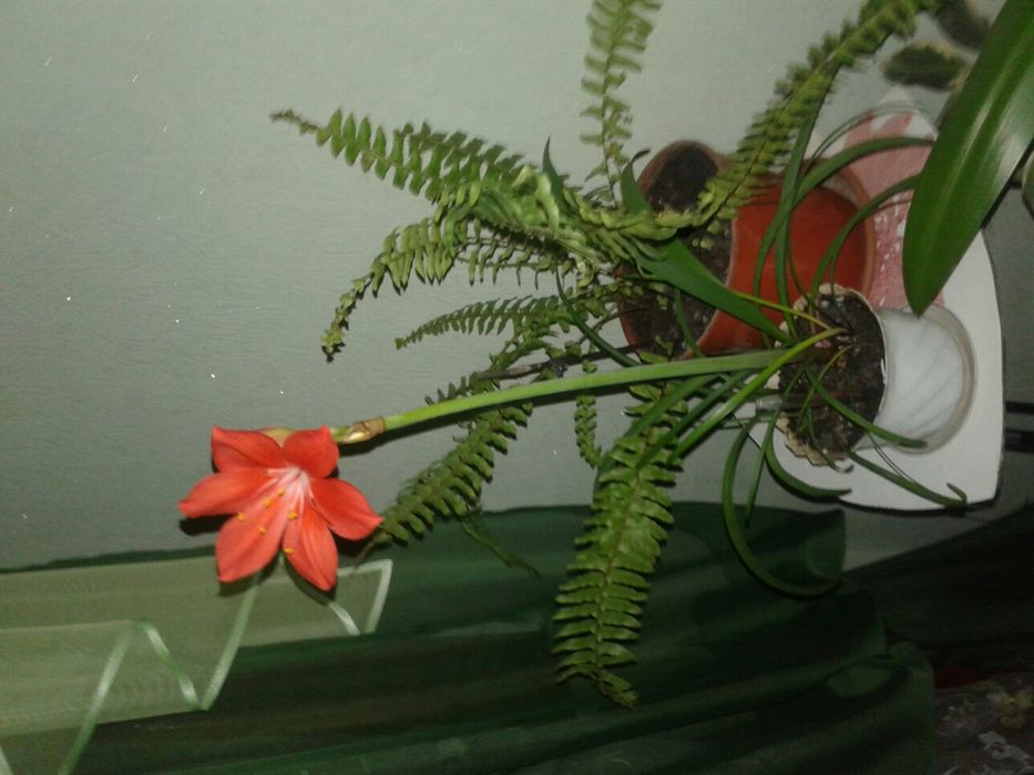 Недорого амариллис,хлорофитум,кактус