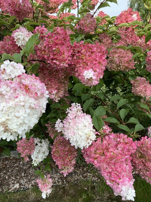 Hortensja bukietowa- Vanile Fraise, Limelight