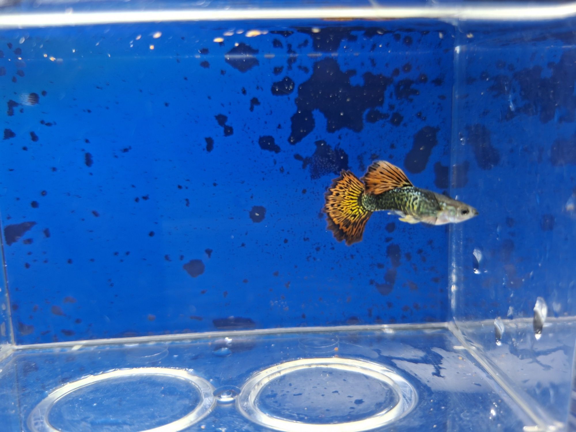 Guppys de linhagem