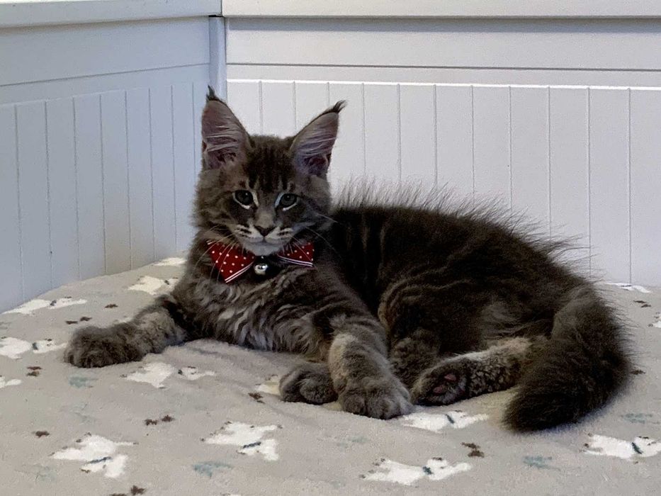 Zarezerwowany – niebieski - kocur Maine Coon FPL – Wrocław