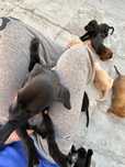 Dou cães bebés..