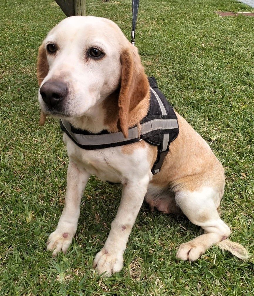 Cadela Cruzada de Beagle para adoção Responsável