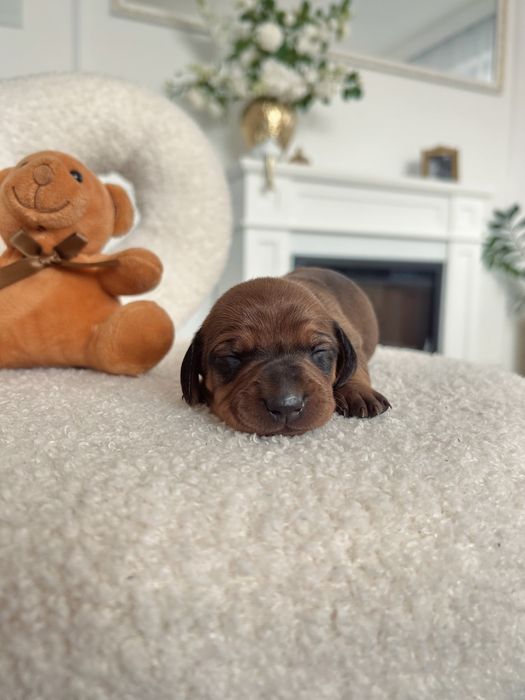 Jamnik Piękny „ROMEO” piesek miniaturka czekoladowy