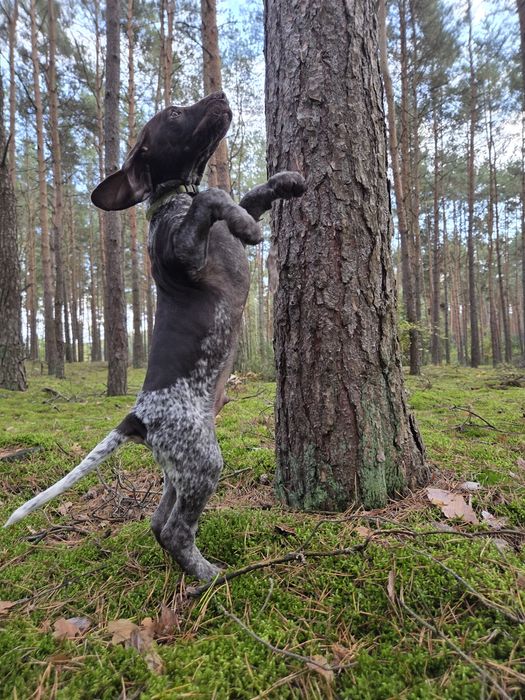 Wyżeł niemiecki krótkowłosy po polujacych rodzicach!