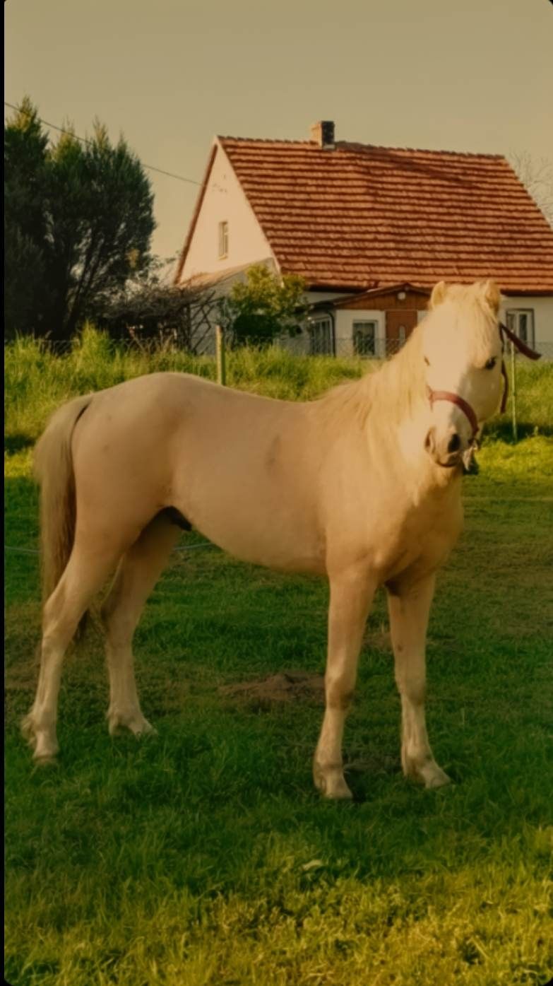 Przepiękny Izabel Kuc Walijski - Wałach