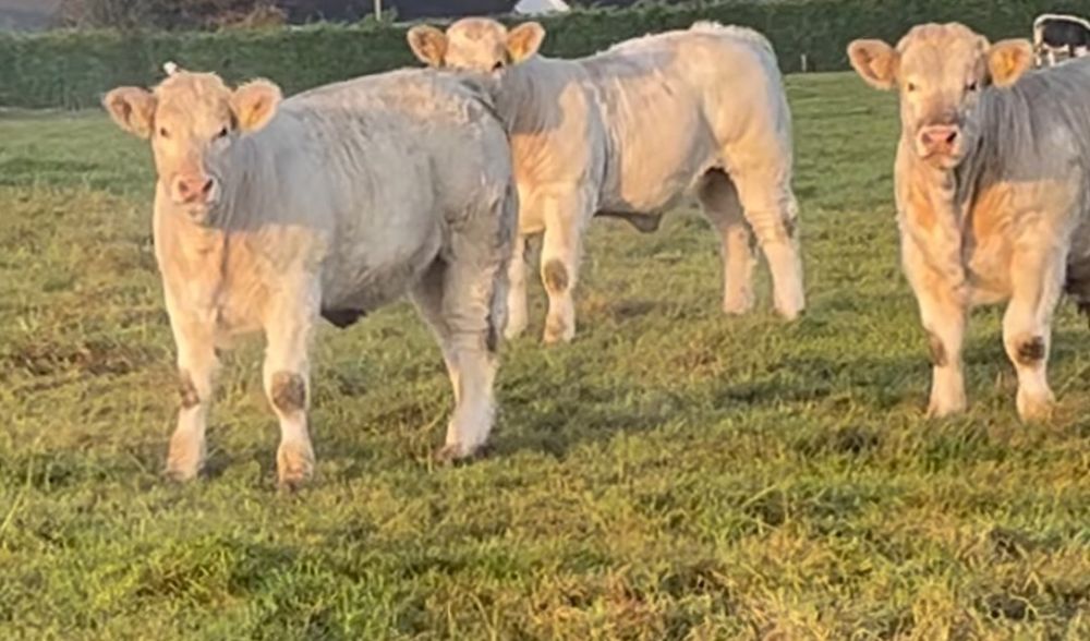 Byki mięsne 100 % rasy CHAROLAISE - odsadki