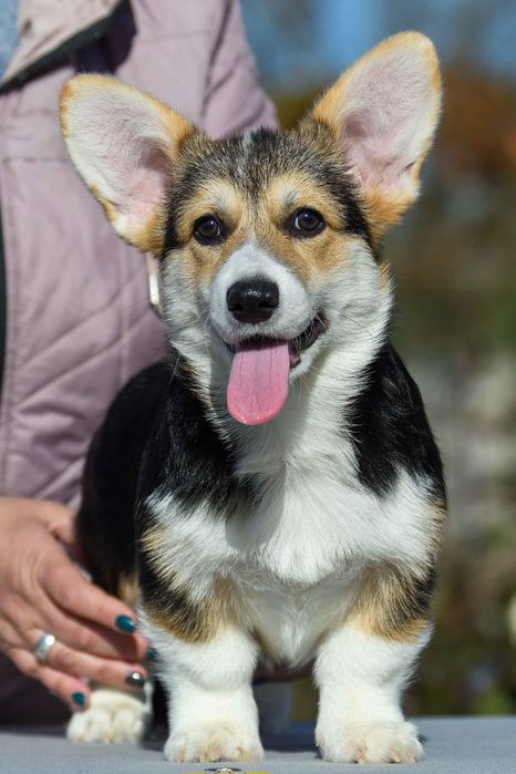 Вельш-коргі пемброк