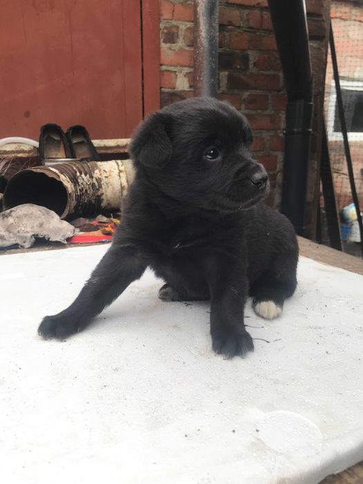 Чернігів, цуцики безкоштовно! Дівчинки та хлопчик