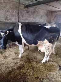 Krowy mleczne 2szt likwidacja gospodarstwa
