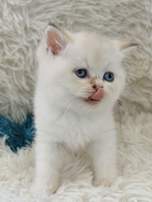 Macho scottish stright