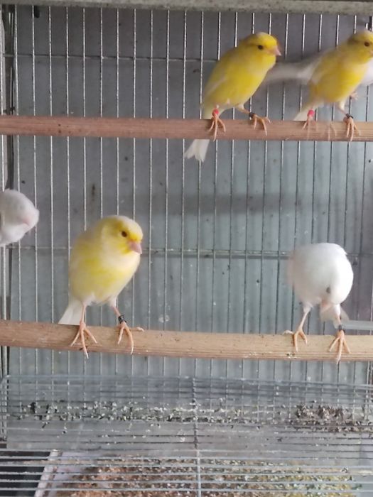 Canários timbrados, amarelo intensos e nevados