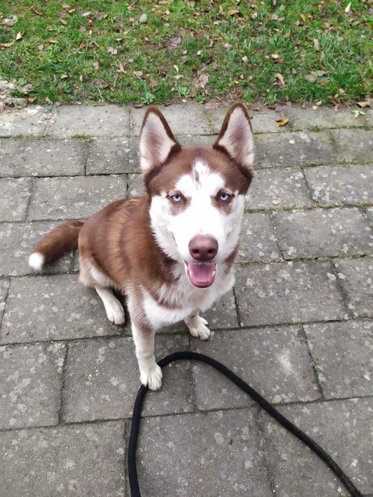 Husky młody piesek