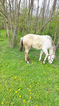 Sprzedam klacz  spokojna