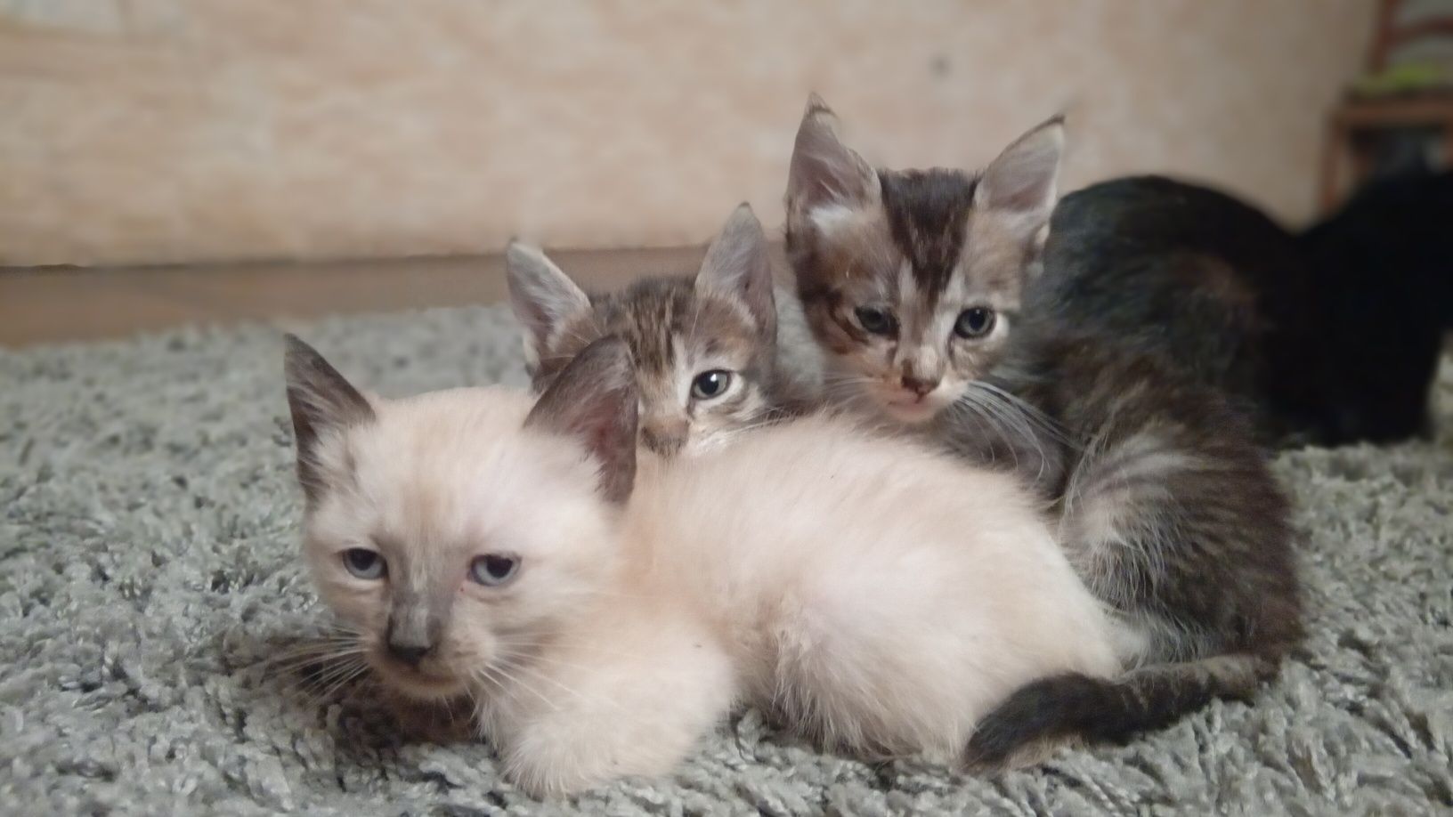 Gatinhos para adoção