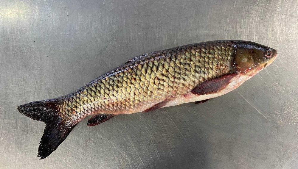 Свіжа річкова риба.Короп.Сазан.Щука.Сом.Судак.Морожена риба.Лінь.