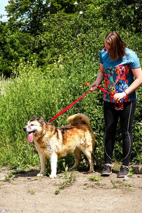 Samba - śliczna, starsza sunia w typie akita