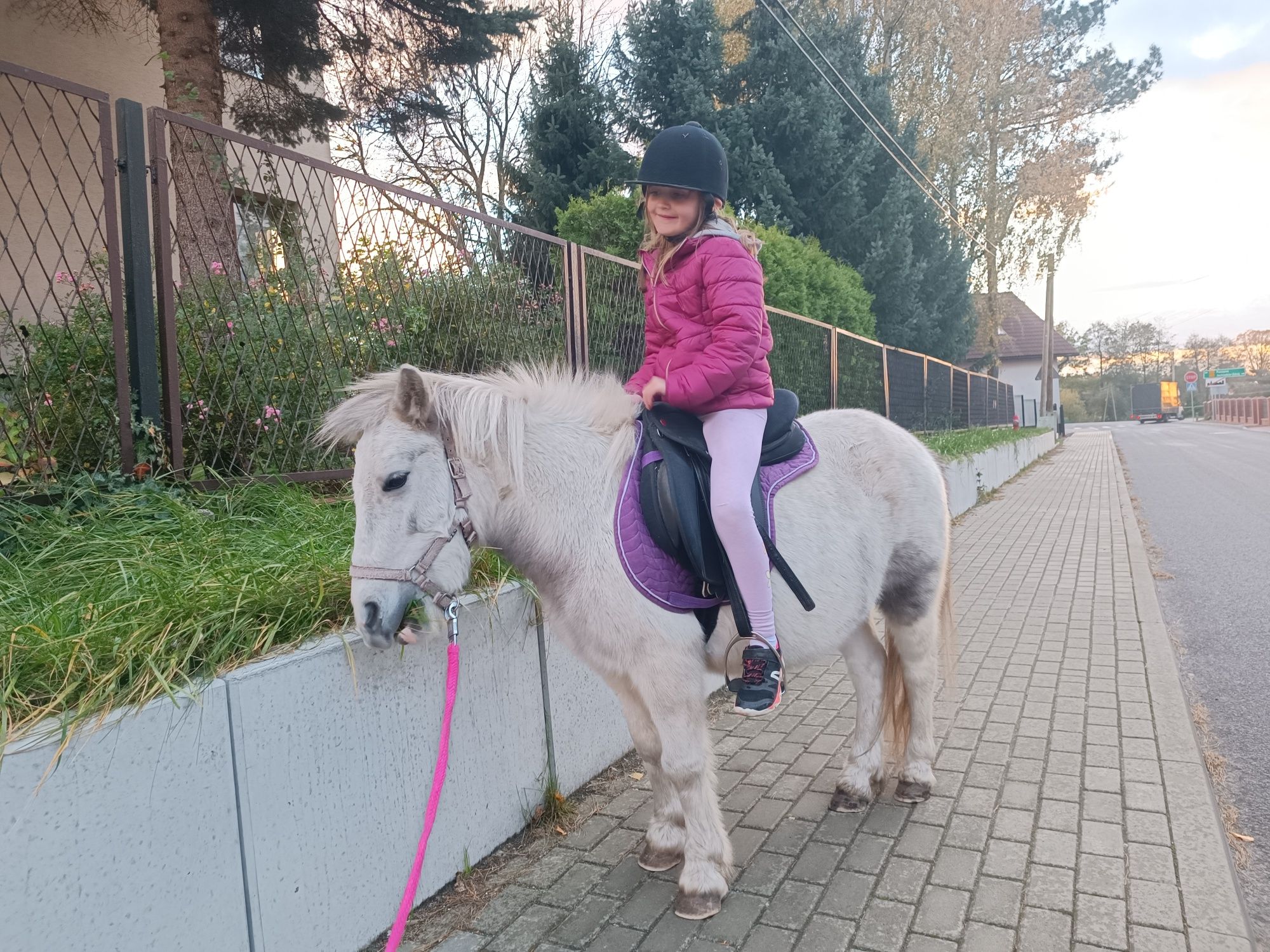 Królikarnia mini zoo kucyk