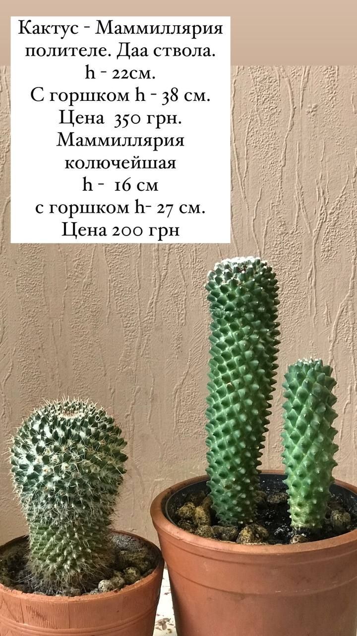 Коллекция кактусов