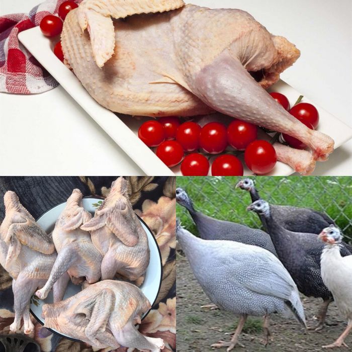 Мясо цесарки тушка свежая