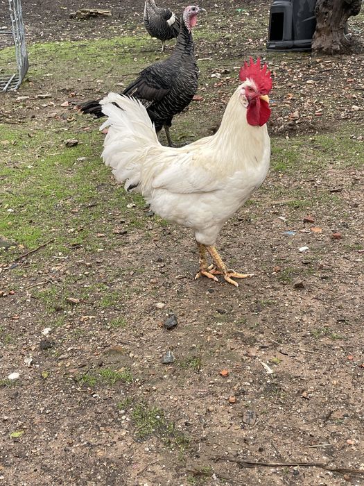 Galos para consumo ou criação