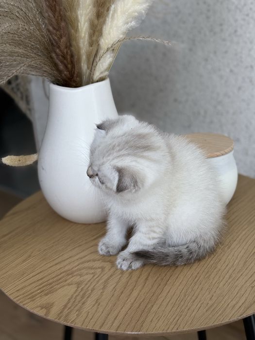 Шотландские вислоухие и прямоухие котята золотая шиншила