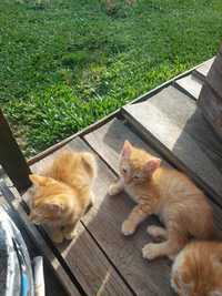 Gatinhos bebés para adoção - 2 meses