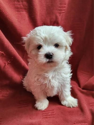 Piękny piesek Maltańczyk