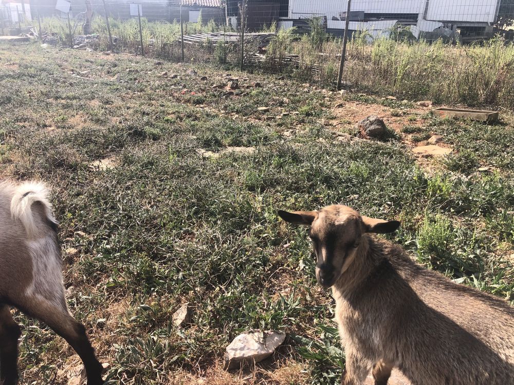 Animas de estimacao