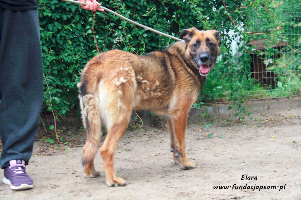 Elara - sympatyczna suczka